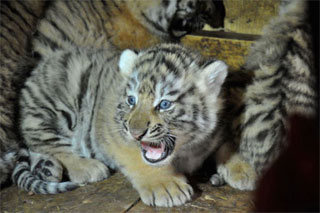Amur tiger cubs were born in Feldman Ecopark in Kharkiv