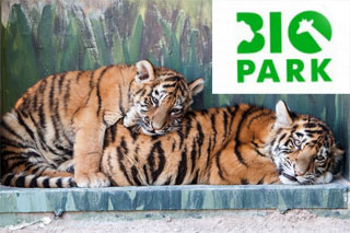 Odessa Zoo Biopark opened on 1st of July 2016 | Tigers, giraffes, lions