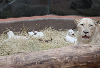 In Demidov Zoo 12 Months was born three white lions