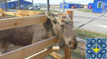 Beremytske Nature Park with Wild Animals, Eco Trails, Campsite, Stable and Zoo