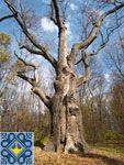 Buda Sights | Maksym Zaliznyak Oak | 1100 Years Old Oak