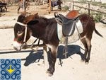 Zalisne Sights - Donkey Farm - Miracle Donkey