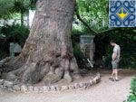 Nikita Botanical Garden - Yalta, Crimea, Ukraine