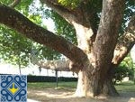 Alushta Sights - Plane Tree-Dinosaur - Staheev Villa Otrada