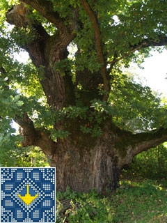 Stuzhytsya Sights | Millennial Grandfather oak and Champion oak