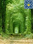 Klevan Sights - Romantic Tunnel of Love
