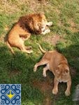 Yalta Sights - Yalta Zoo Fairy Tale - Lions Safari Park Taigan